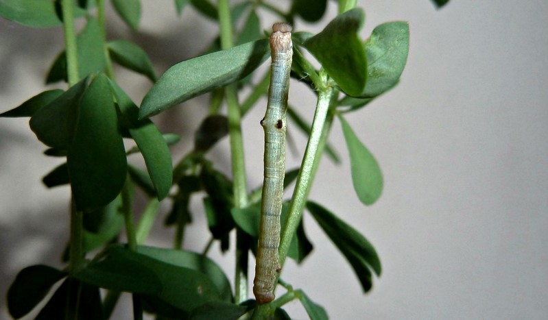 Ciclo vitale: Hypomecis punctinalis (Geometridae)